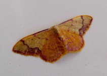 image of animal