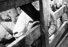 image of ram