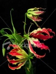 image of flower