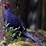 image of bird
