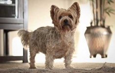 image of yorkshire_terrier #8