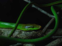 image of green_snake #16