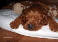 image of irish_setter #5