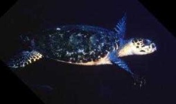 image of hawksbill