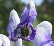 image of flower