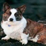 image of animal