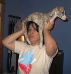 image of whippet