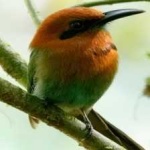 image of bird