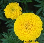 image of flower