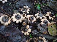 image of earthstar #1