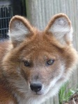 image of dhole