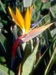 image of bird_of_paradise_flower #10