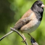 image of bird