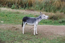 image of animal