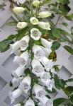 image of flower
