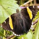 image of animal