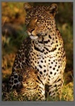 image of jaguar_car
