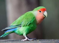 image of lovebird