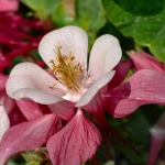 image of flower