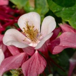 image of columbine #29