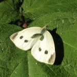 image of cabbage_butterfly