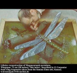 image of dragonfly