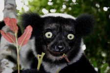 image of indri