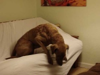 image of chesapeake_bay_retriever