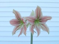 image of flower