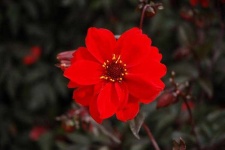 image of flower