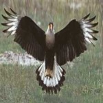 image of bird