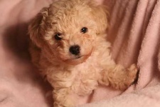 image of toy_poodle