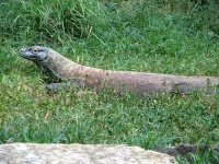 image of komodo_dragon