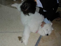 image of samoyed
