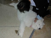 image of samoyed #29