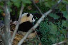 image of giant_panda