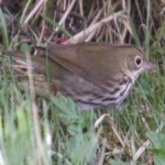 image of bird