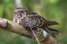 image of nightjar