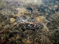 image of flatworm
