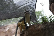 image of guenon