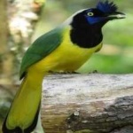 image of bird