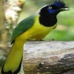 image of green_jay #21