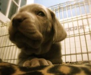 image of weimaraner