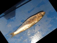 image of fish