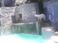image of animal