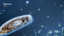 image of parasitic_flatworms