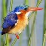 image of bird