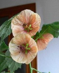 image of flower