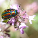 image of beetle #53