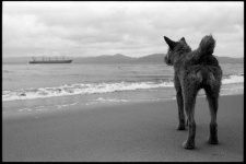 image of irish_terrier #7